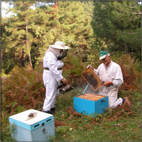 Honey Production on Thassos Island, Greece