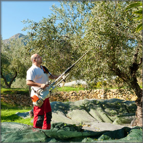 Olive Picking on Thassos Island, Greece